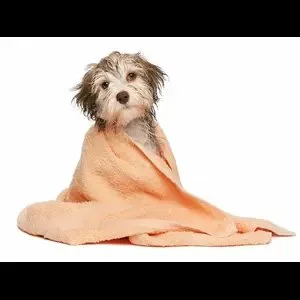 Doglandia